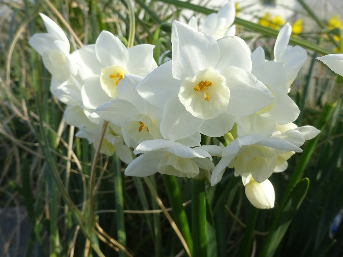 Narcissus tazetta (Amaryllidaceae)